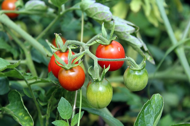Quand planter ses tomates? post thumbnail image