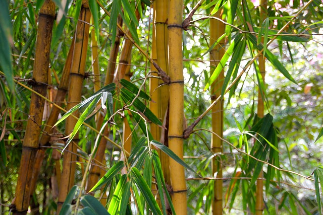 bis de bambou